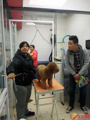狗年宠物狗走俏市场 “一条龙”服务开启宠物经济新篇章